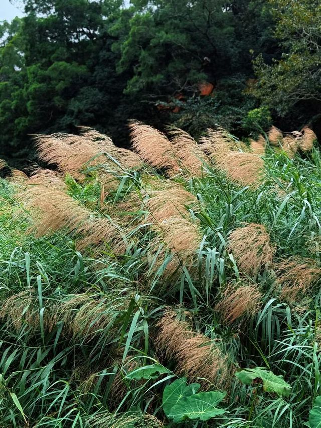深圳人的小阿勒泰！恩上濕地公園太絕了
