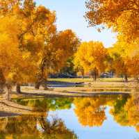 新疆胡楊林公園景區3天2夜5000元旅遊攻略