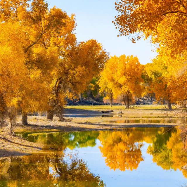 新疆胡楊林公園景區3天2夜5000元旅遊攻略