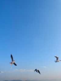 無錫鼋頭渚｜紅嘴鷗回歸季！這份觀鷗攻略請收好