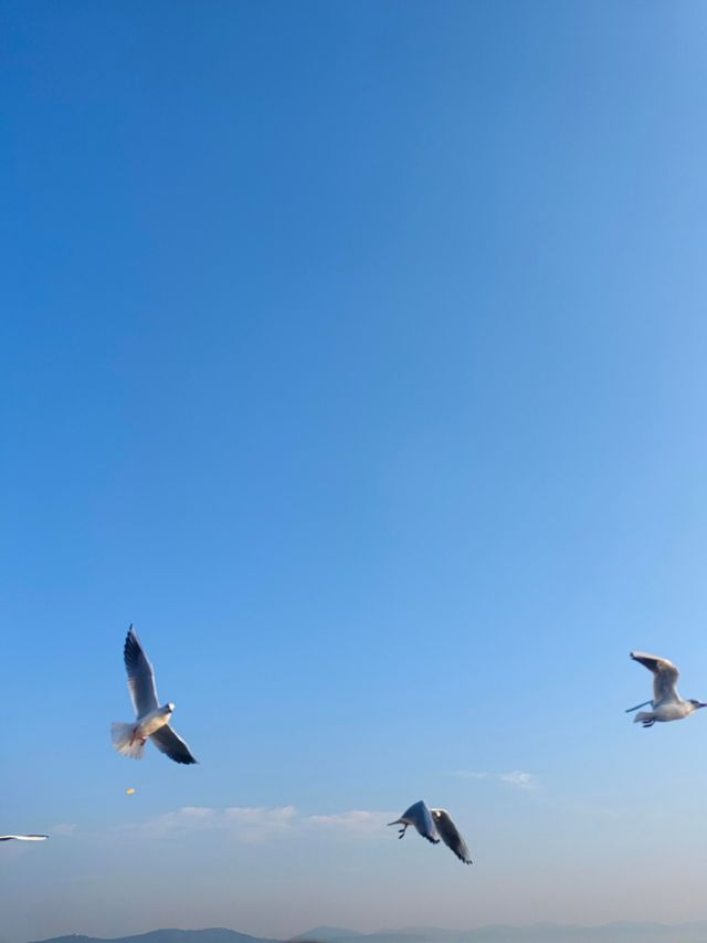 無錫鼋頭渚｜紅嘴鷗回歸季！這份觀鷗攻略請收好