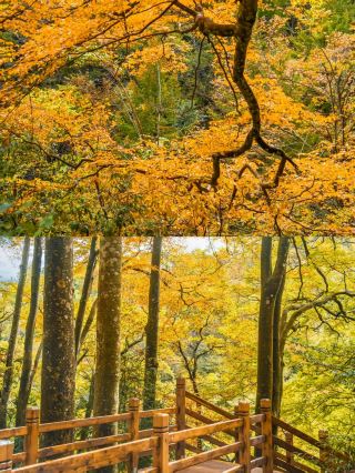 Hidden Red Leaf Secret Spot in Sichuan-Shaanxi! Easier to Reach than Jiuzhaigou, 10 Times Less Crowded, Stunningly Beautiful to Take Your Breath Away