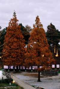 在廬山，抓住了秋天的尾巴