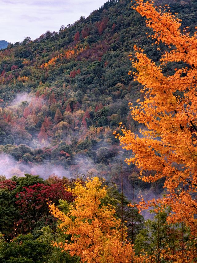 成都周邊必打卡絕美金黃銀杏林拍照攻略