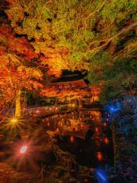 爆美！！！奈良室生寺紅葉燈光展·小眾秘境打卡指南