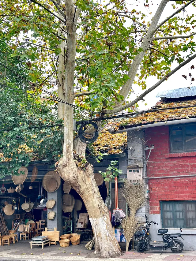 漢台街的，秋意梧桐眼