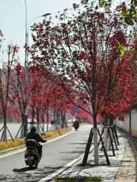 橫江濕地藏著秋日私語