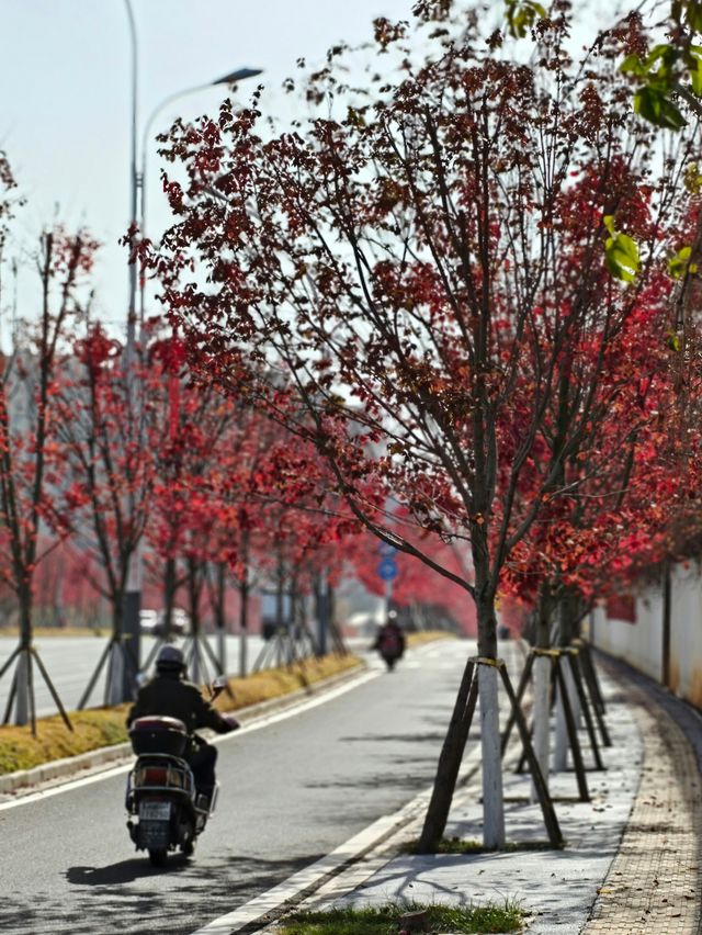 橫江濕地藏著秋日私語