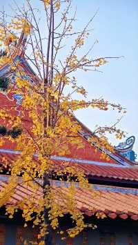 泉州承天寺銀杏限定12月開掛式絕美打卡指南！