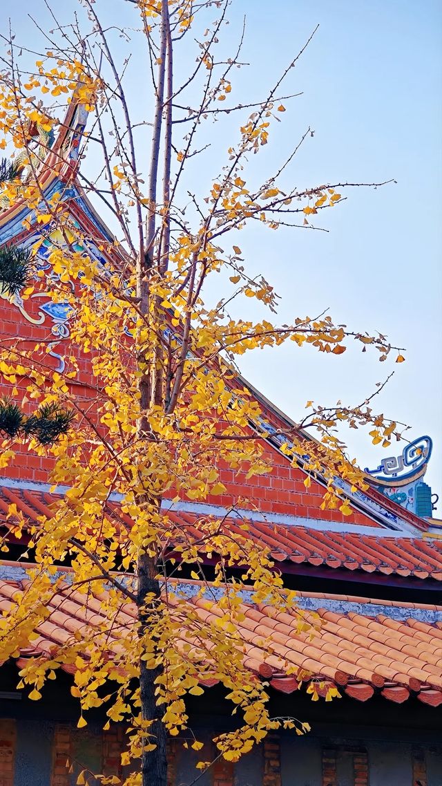 泉州承天寺銀杏限定12月開掛式絕美打卡指南！