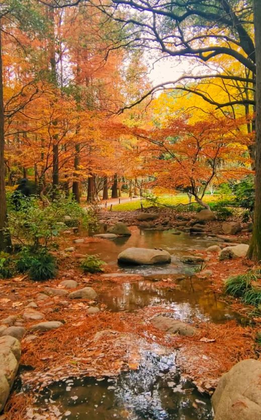 共青森林公園秋意濃,楓葉銀杏染金黃 共青森林公園秋意濃,楓葉銀杏染金黃