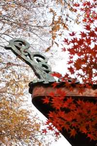 又到了武漢這個公園最美的時候