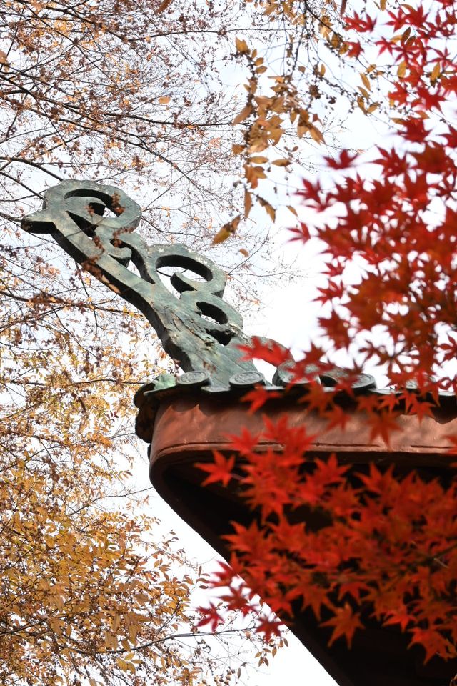 又到了武漢這個公園最美的時候 又到了武漢這個公園最美的時候