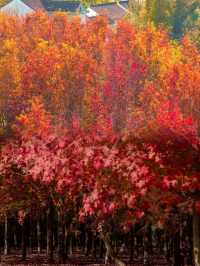 絕美！上海1.5h直達楓葉島，賞秋必去！