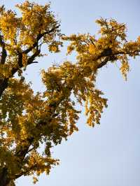 千年古銀杏，就藏在這個淀山湖畔的小眾寺院