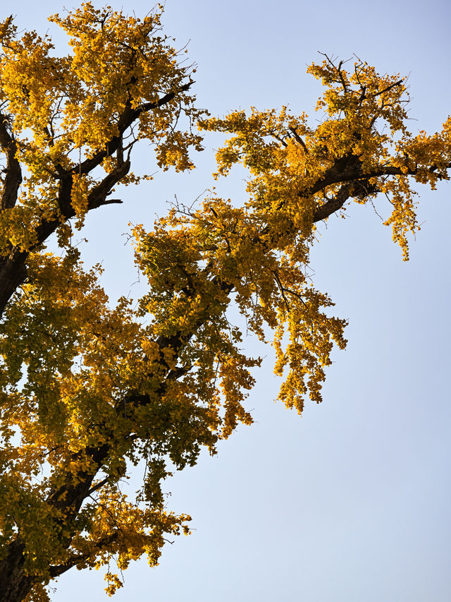 千年古銀杏，就藏在這個淀山湖畔的小眾寺院