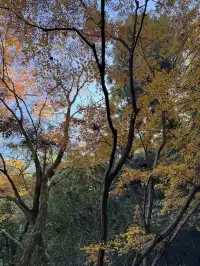 2025.11.29 實況| 莫干山賞楓一日遊攻略