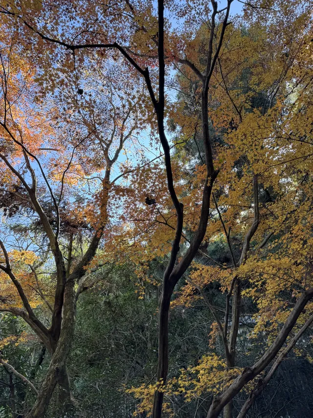2025.11.29 實況| 莫干山賞楓一日遊攻略