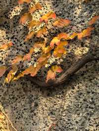 申城賞秋正當時