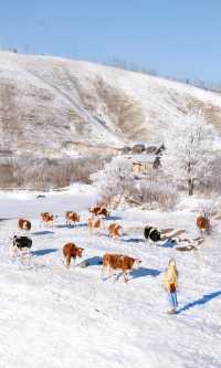 以為夏天的呼倫貝爾夠美了沒想到冬季依舊封神