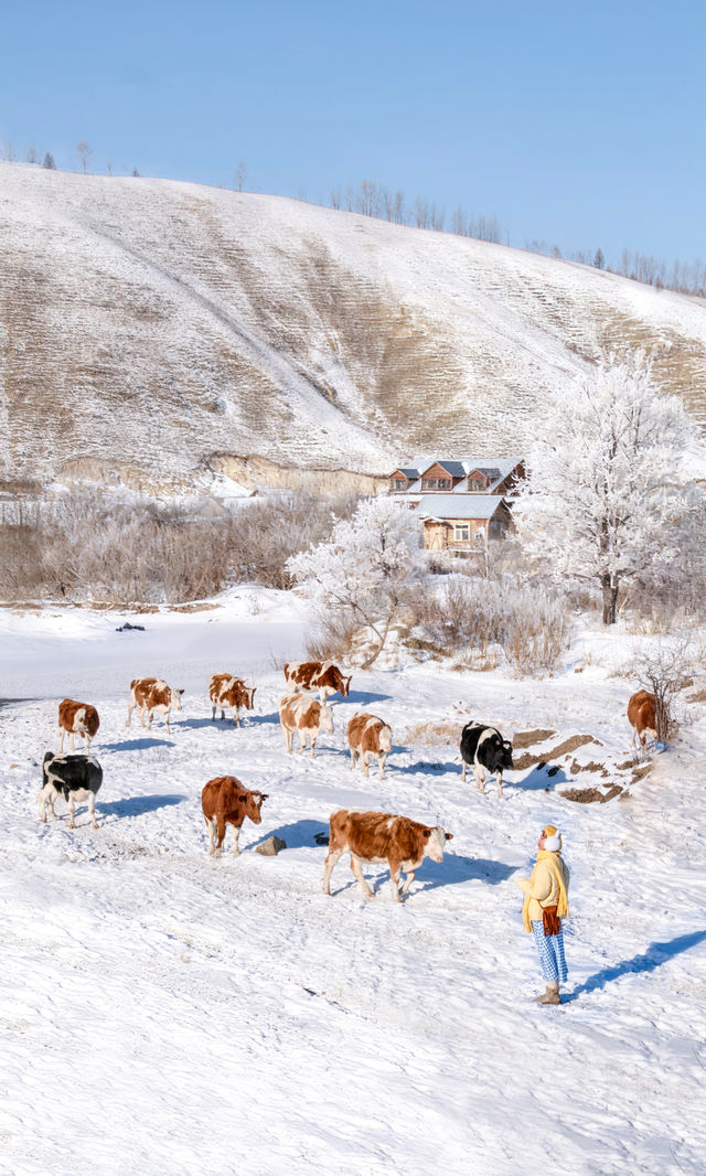 以為夏天的呼倫貝爾夠美了沒想到冬季依舊封神 以為夏天的呼倫貝爾夠美了沒想到冬季依舊封神