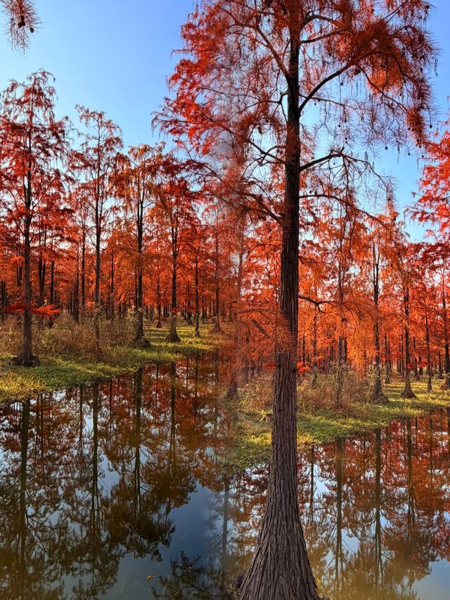 太仙了！夢幻森林，邂逅青西郊野公園的水上童話