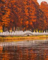 武漢的秋天還是太權威了······