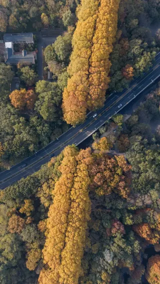 Keluar dari Shenzhen | Panduan liburan musim gugur dua hari satu malam di Nanjing!
