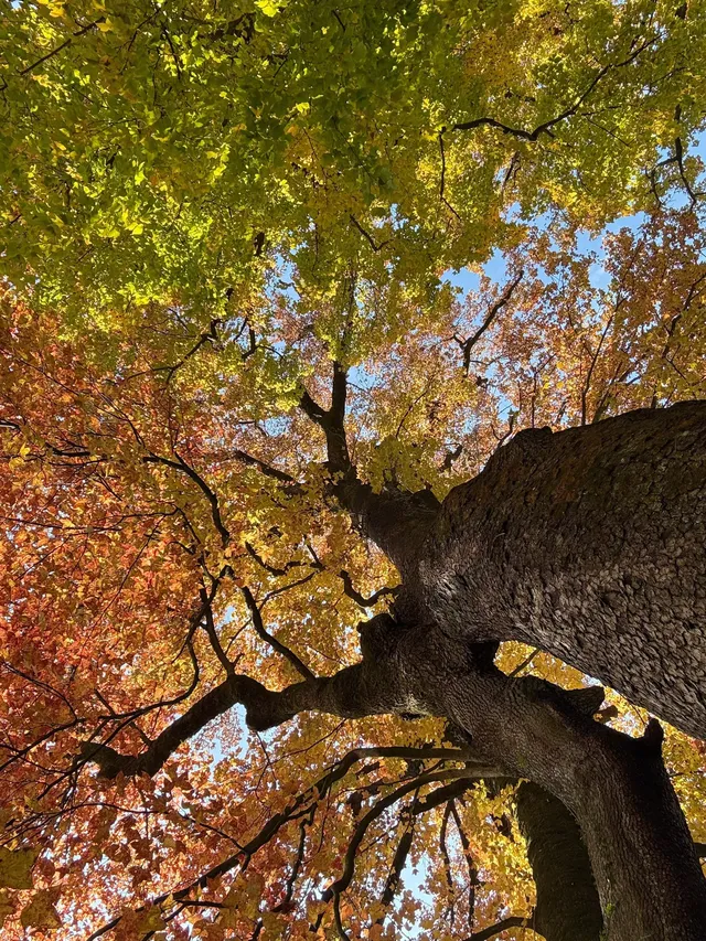 感謝杭州指南村 成功get秋日壁紙 感謝杭州指南村 成功get秋日壁紙