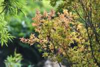 園博秋韻染芳華:欒紅杏黃藏雅趣,暖居伴景度清歡