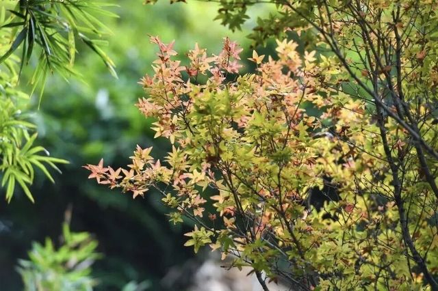 園博秋韻染芳華:欒紅杏黃藏雅趣,暖居伴景度清歡 園博秋韻染芳華:欒紅杏黃藏雅趣,暖居伴景度清歡