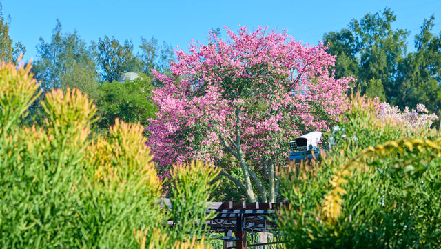 初冬植園粉韻濃:異木棉綴夢,暖居伴清歡 初冬植園粉韻濃:異木棉綴夢,暖居伴清歡