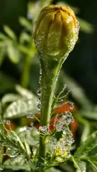 青秀山|丘石公園|拍露珠