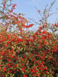 重慶周邊小眾徒步路線