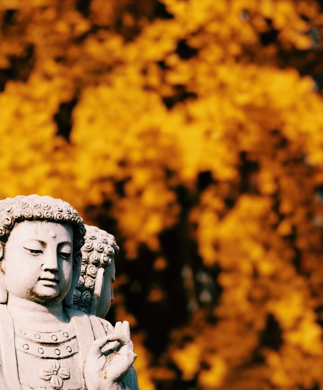 深秋遍地|滬上朱家角|報國寺 深秋遍地|滬上朱家角|報國寺