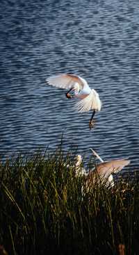 順濟橋畔觀鳥勝地
