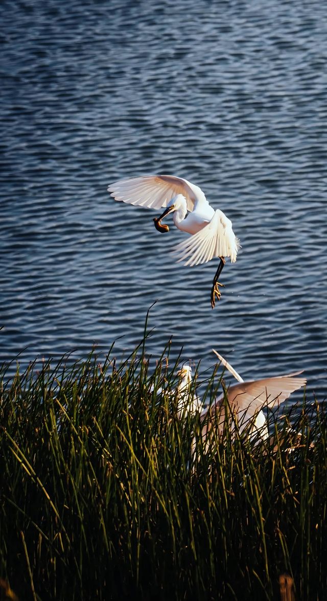 順濟橋畔觀鳥勝地