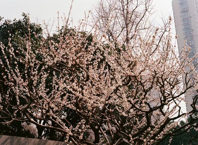 靜安雕塑公園必玩攻略治癒系路線 靜安雕塑公園必玩攻略治癒系路線