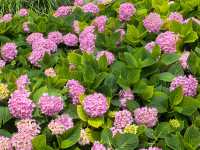 五月必刷南京繡球公園花開成海 美到犯規