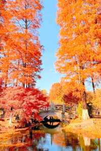 武漢秋天美炸了元旦跨年瘋玩攻略,錯過等一年