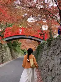 南京中山植物園紅楓崗|進入10日倒數!