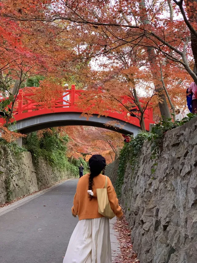 南京中山植物園紅楓崗|進入10日倒數! 南京中山植物園紅楓崗|進入10日倒數!