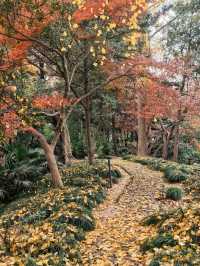 葉家花園 | 深秋的銀杏秘境