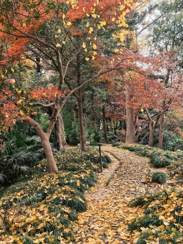 葉家花園 | 深秋的銀杏秘境 葉家花園 | 深秋的銀杏秘境