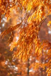 成都昇仙湖公園|晨霧下的水杉林是那麼的夢幻