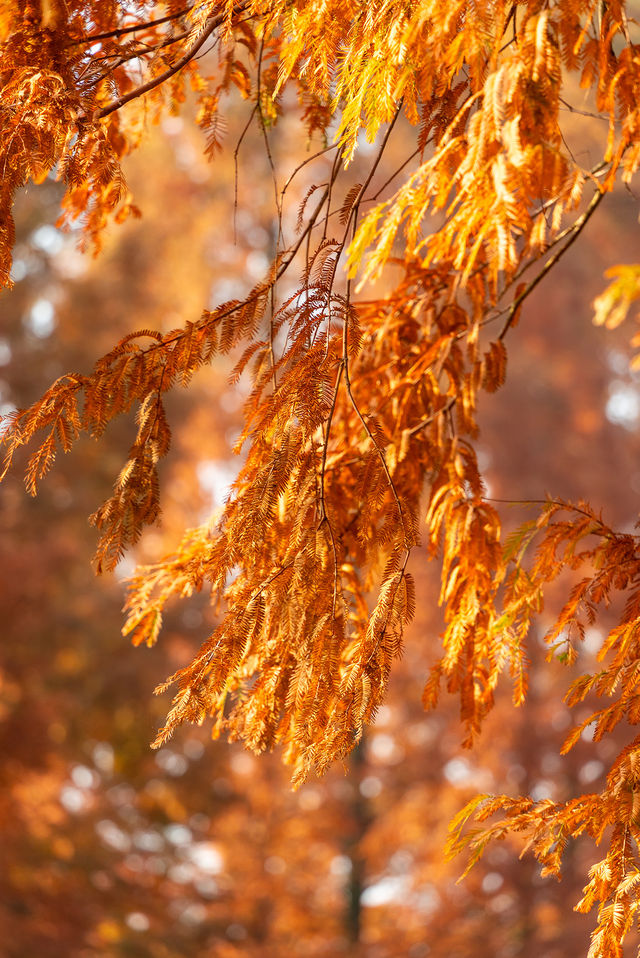成都昇仙湖公園|晨霧下的水杉林是那麼的夢幻 成都昇仙湖公園|晨霧下的水杉林是那麼的夢幻
