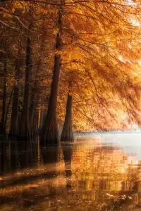 該怎麼向你描述南京的秋天呢