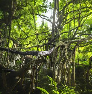 딩안 아시아 고무나무 왕｜한 그루가 숲을 이루는 자연의 비밀 장소