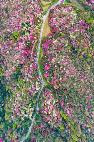 Spring in Guizhou, legendary in its intensity