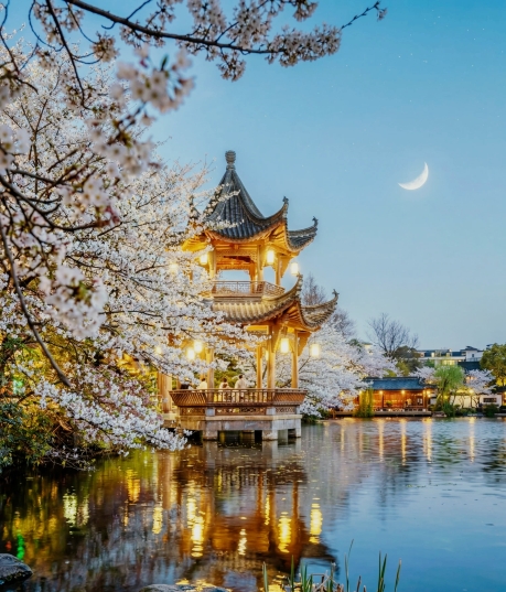 Legendary! The Blue Hour Cherry Blossom Night at Liangzhu Mengxi